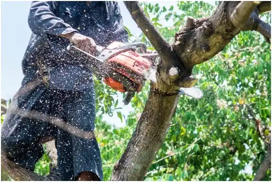 tree services Splendora